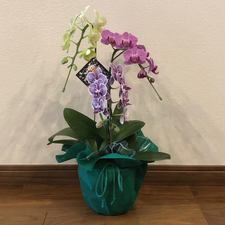 おまかせミニ胡蝶蘭（3本寄せMIX）【お花 花 コチョウラン 胡蝶蘭 蘭 ラッピング 贈り物 プレゼント 誕生日 お祝い 誕生日 母の日 父の日 敬老の日 鹿嶋市 茨城県】（KAR-9）
