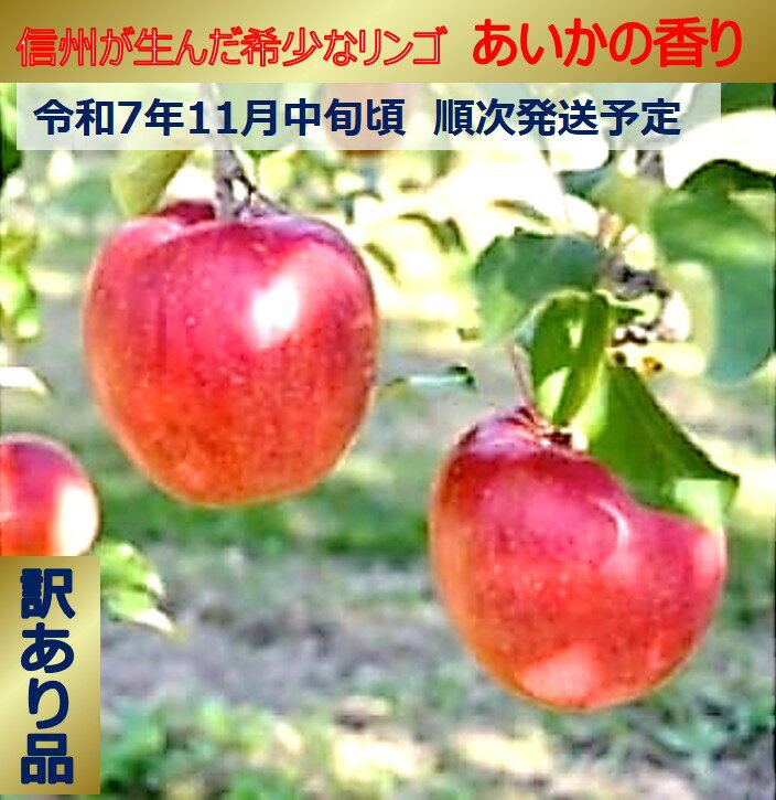 【ふるさと納税】令和7年11月以降発送　傷等訳あり・ご家庭用　甘い!希少!りんご　幻のあいかの香り　（りんご・リンゴ・林檎）　長野県　伊那市　あいかの香り　与古美