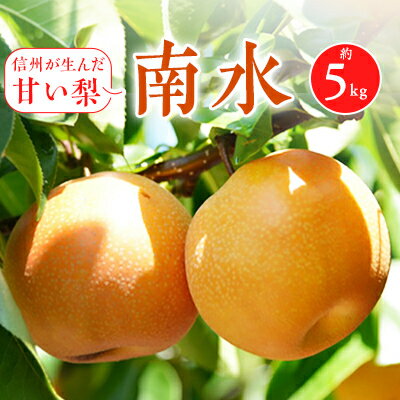 信州が生んだ甘い梨「南水」約5キロ