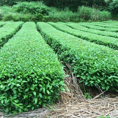 ふるさと納税 島田市 有機粉末緑茶50g×25袋 |  | 03