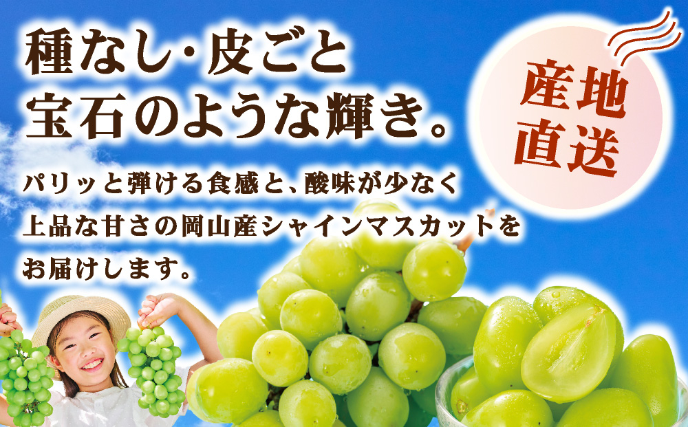【家庭用】2026年9月発送 岡山県産 シャインマスカット 1.4kg 家庭用 1.4kg