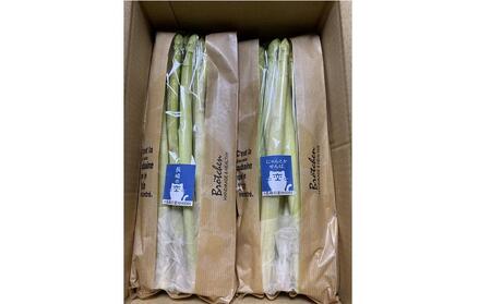 【先行予約】春アスパラガス 2kg M・Lサイズ混在2026年1月下旬頃より発送
