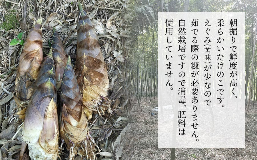 【令和8年産 先行予約】自然栽培 谷定孟宗（タケノコ）2kg　マルタ農園　筍 竹の子