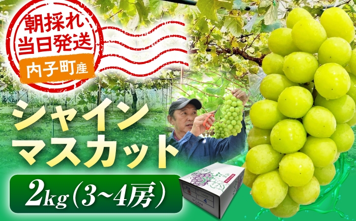 
                  【先行予約】シャインマスカット 2kg (3～4房) 愛媛県内子町 / 井上農園 / シャインマスカット しゃいんますかっと マスカット muscat 完熟 フルーツ くだもの 果物 愛媛県 内子町 産地直送 高糖度 ギフト 贈り物 贈答用 プレゼント 化粧箱 人気 おすすめ 送料無料 愛媛 国産 お取り寄せ [BKCS003]
                