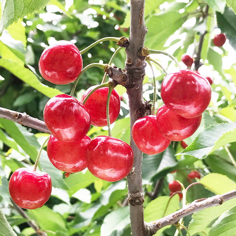 さくらんぼ 「佐藤錦」 600g 特秀品 Lサイズ以上 山形産 【令