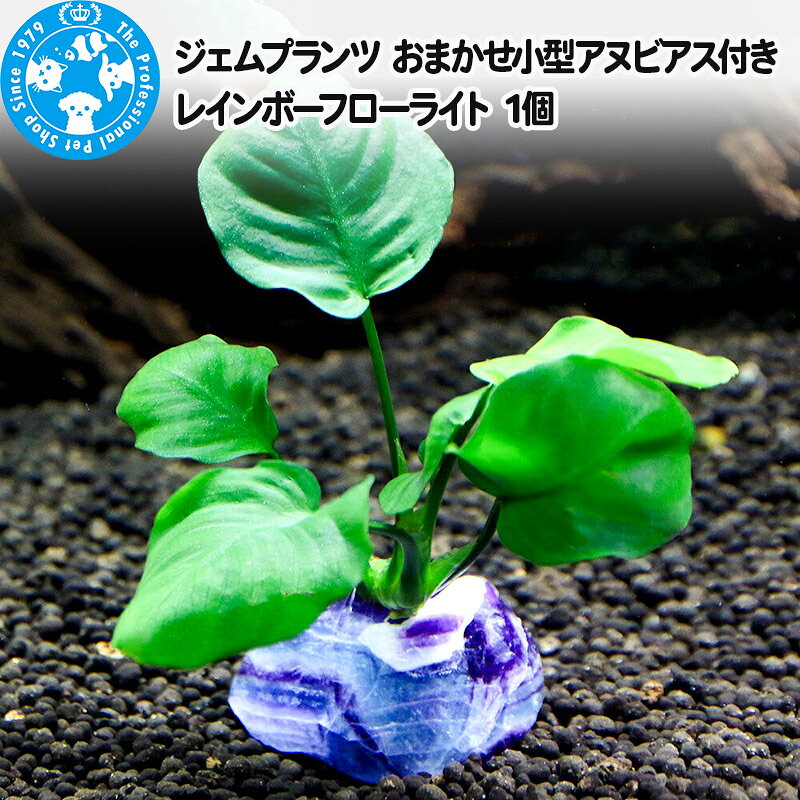 【ふるさと納税】ジェムプランツ おまかせ小型アヌビアス付き レインボーフローライト 1個 [株式会社チャーム charm ジェムプランツ 宝石 水晶 レイアウト素材 形状お任せ おまかせ 植物 観葉植物 インテリア]