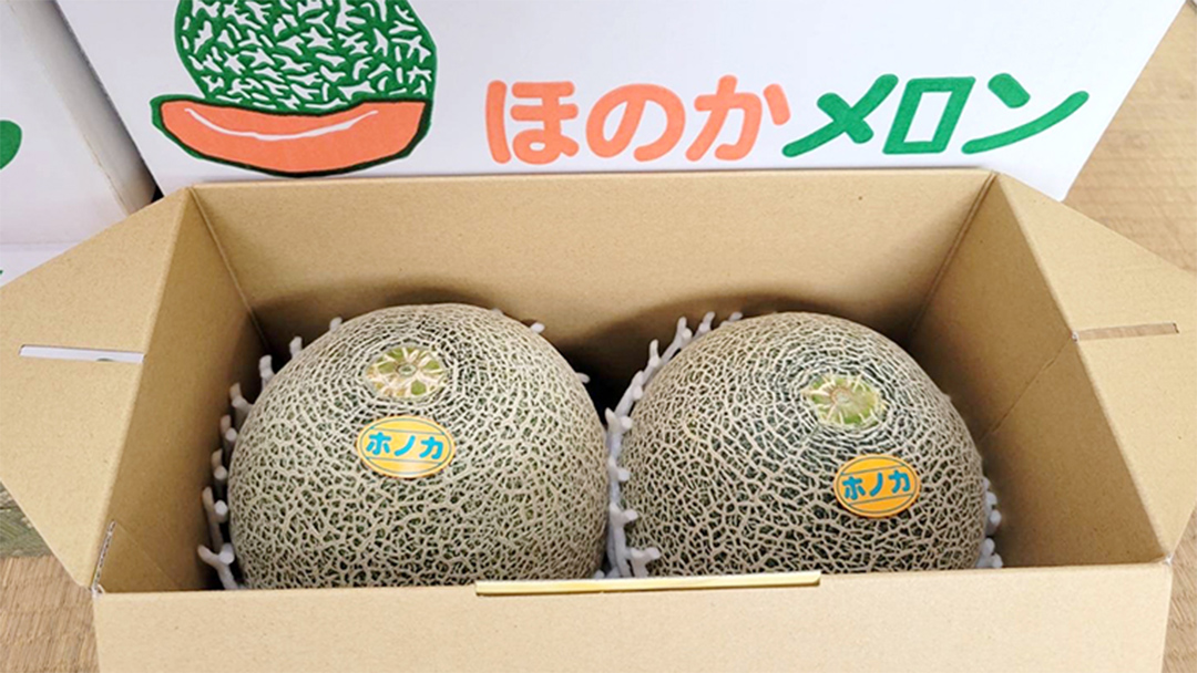先行予約 ほのかメロン 秀品（ 赤肉 ） 2玉 【 6月上旬 以降発送】 メロン 果物 フルーツ 甘い 茨城県 茨城県産 期間限定 数量限定 産地直送 農家直送 [AV005ya]