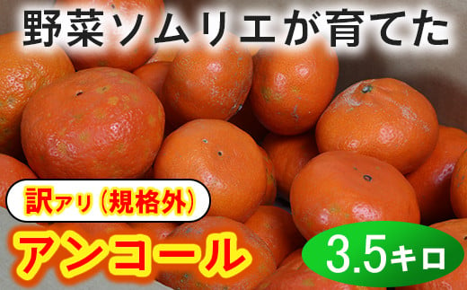 【訳あり・規格外品】野菜ソムリエ石児さんの「アンコール 約3.5kg」