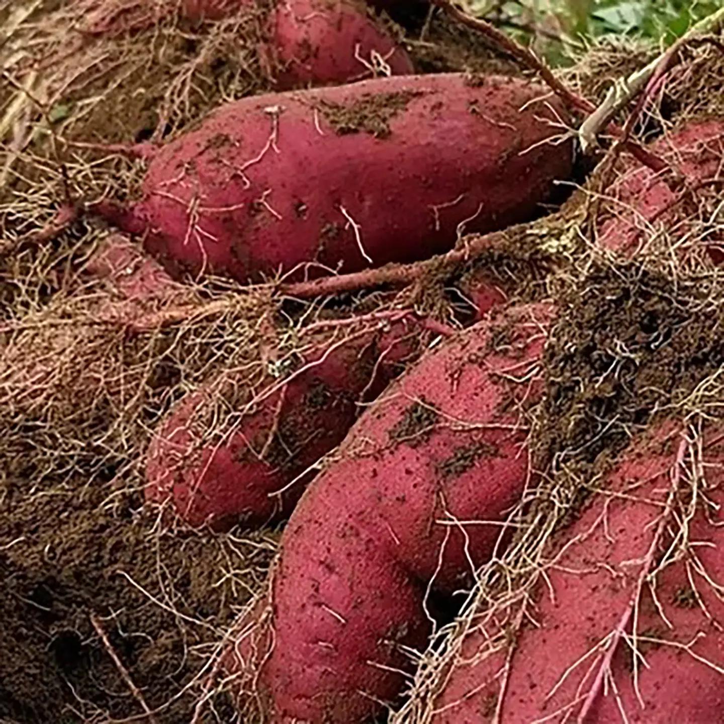 先行予約 さつまいも 訳あり 紅はるか 4.5kg さつまいも