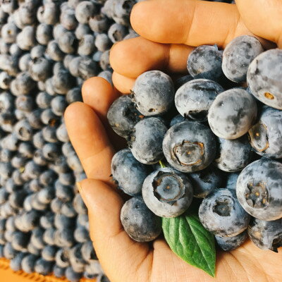 【ふるさと納税】ミツバチ畑のブルーベリー(冷凍)　1キロ【配送不可地域：離島】【1620237】