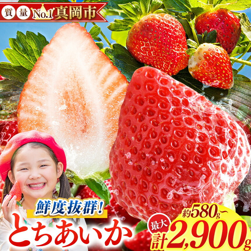 【ふるさと納税】 【2027年先行予約】いちご 苺 農林水産大臣賞 選べる 朝採れ 旬 鮮度抜群 とちあいか 約580～約2900g | 容量 1箱 2箱 3箱 4箱 5箱 日本一 産地 大粒 冬 ストロベリー 大きい 甘い あまい 甘味 たっぷり 大容量 | 人気 レビュー 栃木県 真岡市 送料無料