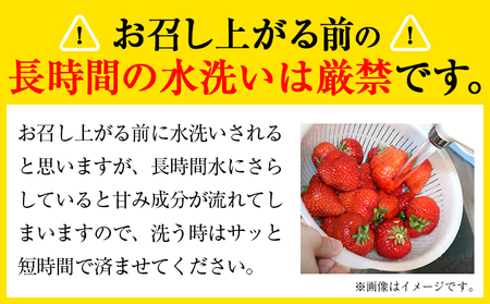 いちご あまおう1620g (約270g×6パック) 苺 送料無料 【着日指定不可】《2024年3月末-4月末頃出荷》 イチゴ 果物 フルーツ 福岡県 鞍手郡 小竹町