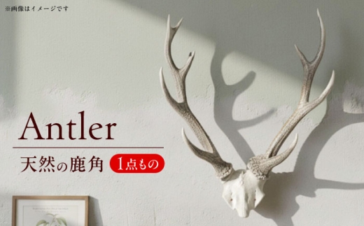 【日田の森を守るシンボル】天然の鹿の角　日田市 / 日田グリーンツーリズム花の木 シカ インテリア 壁掛け [ARFM001]