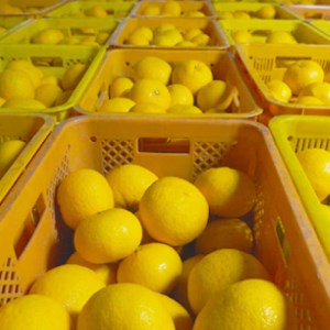 【先行予約】 甘夏 5kg 減農薬 柑橘 フルーツ 愛媛みかん ポンカン 文旦 河内晩柑 温州みかん ブラッド オレンジ ネーブル せとか なつみ 蜜柑 みかん 檸檬 果物 果実 ジューシー 数量限定