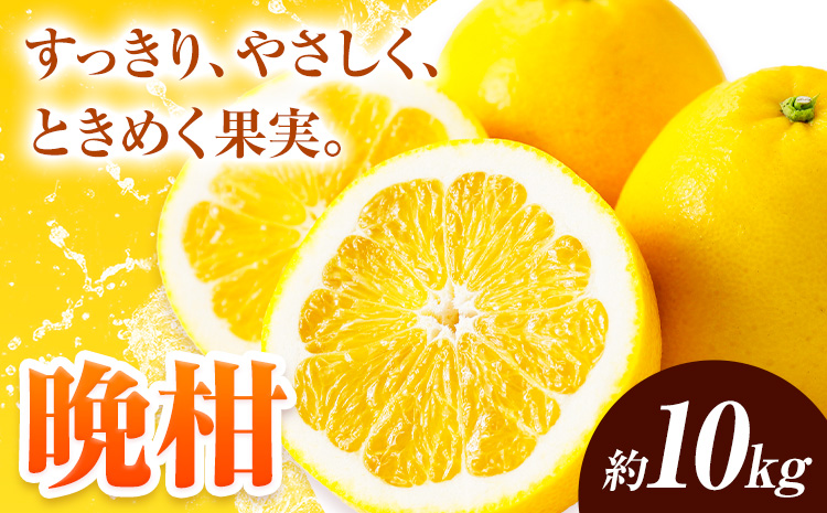 先行予約 みかん 晩柑 10kg 高橋商店《2026年3月下旬-7月上旬頃出荷》熊本県 苓北町 柑橘 かんきつ 果物 フルーツ 送料無料---reihoku_ths_3_10kg---