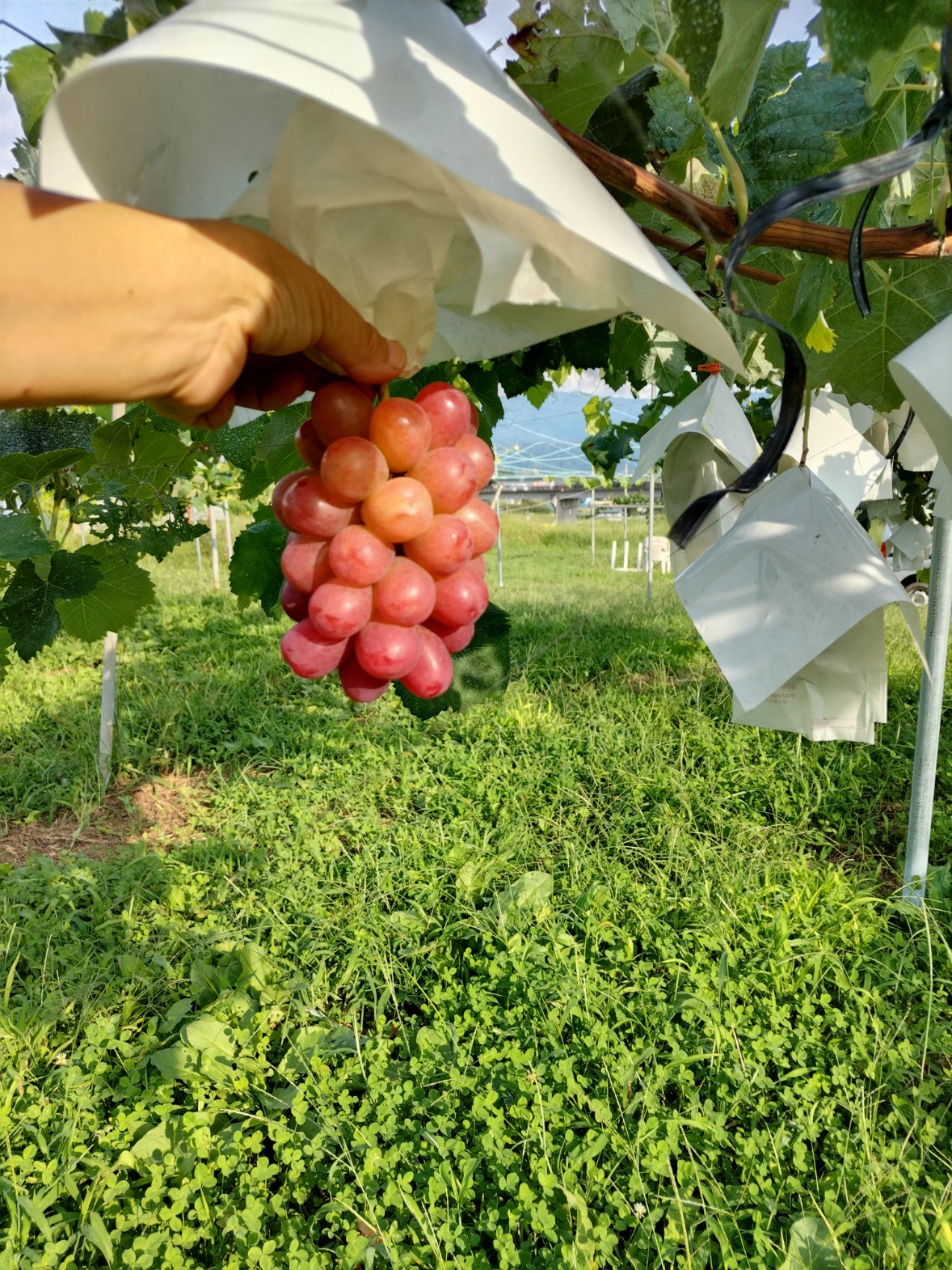 
                  クイーンルージュ(R) 1kg（2～3房）長野県 信州 南信州 高森町 農家直送 ぶどう 果物 くだもの フルーツ 旬のぶどう ルージュ むつみ農園
                