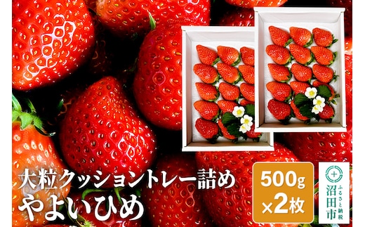 
										
										大粒クッショントレー詰め「やよいひめ」500g×2枚 山口いちご園
									