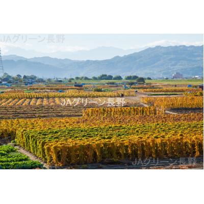 ふるさと納税 長野市 【先行受付】JAグリーン長野　松代産　長芋　5kg(5本)　家庭用 |  | 02