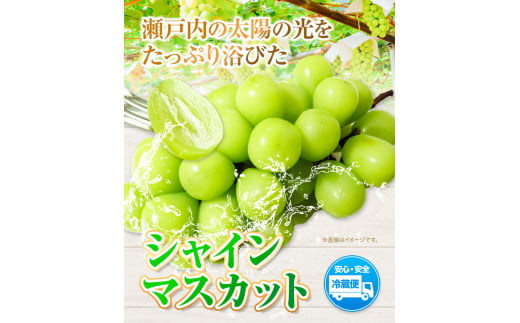 【2025年先行予約】シャインマスカット 1房 ウィズフラワーホールディングス《2025年9月上旬-10月中旬頃出荷》 【配送不可地域あり】冷蔵---124_c389_9j10c_23_20000_1
