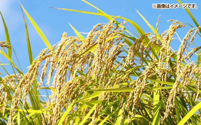 壱岐産米 なつほのか 10kg《壱岐市》【壱岐市農業協同組合】[JBO146]