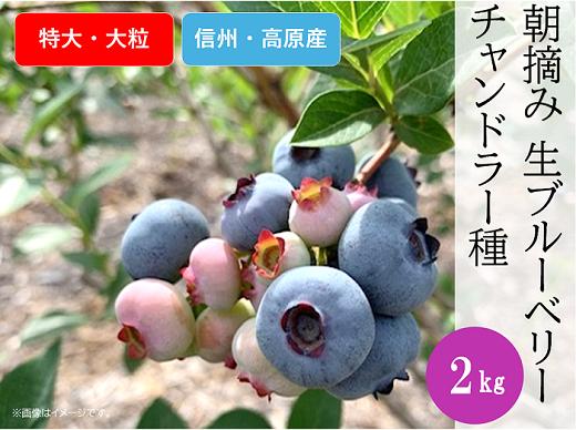 
            3904 信州産 新鮮朝摘み 生ブルーベリー (チャンドラー特大・大粒)2kg
          