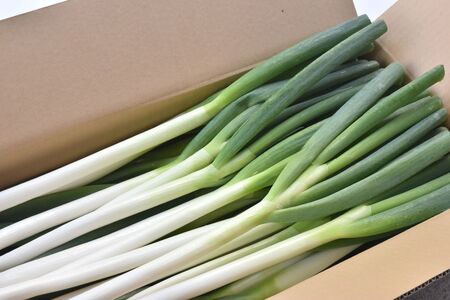 原田さんちのこだわり長ネギ　約　5ｋｇ　【長ネギ　ねぎ　ネギ　料理　野菜　やさい　新鮮　人気　山梨県　山梨　甲斐市　甲斐　農家直送　産地直送】　AD-307