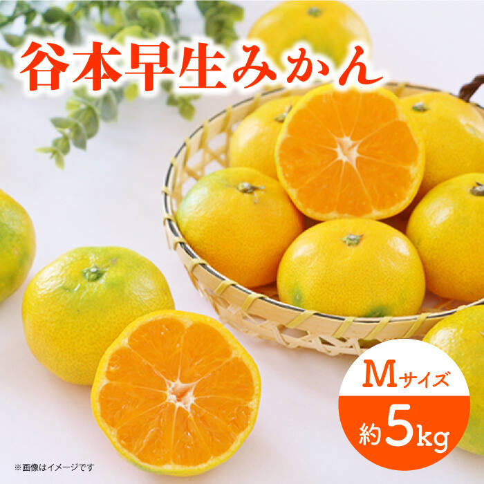 【ふるさと納税】【先行予約】極早生（谷本早生） みかん Mサイズ 約5kg ー2025年10月より発送ー 長与町/山口農園 [EBI007] 谷本 極早生 みかん 温州みかん 柑橘 フルーツ 果物 季節限定 長崎県産 長与町 産地直送 先行予約