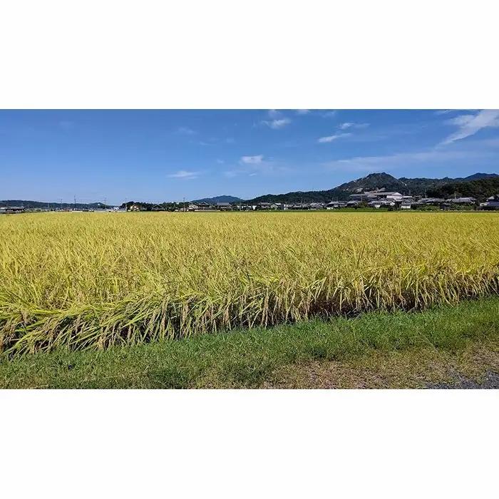 令和7年産 大津産コシヒカリ「はなふじ」 精米 5kg 米 [AZ001]