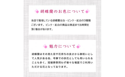 【訳あり】胡蝶蘭 5本立て ピンク スタンダード お祝い 須崎洋蘭園 SY014_x (訳あり) ピンク 5本立て
