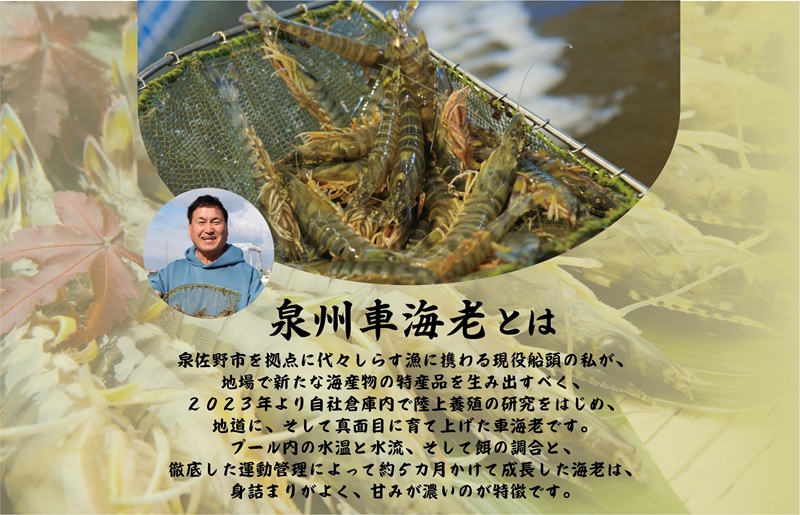 訳アリ！お試し 加熱調理用 泉州車海老250g【TVで紹介されました！ 圧倒的企業努力】 G3703-1