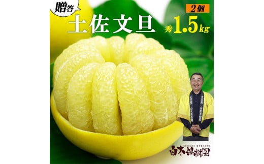 【果樹園直送】土佐文旦　4L　2個入り　1.5kg 大玉　特選品贈答用　果物　柑橘　フルーツ　ぶんたん　ブンタン　分担　高知県土佐市　お取り寄せ 産地直送　おいしい 美味しい　返礼品　白木果樹園