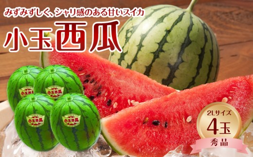 【先行予約】【JA】小玉西瓜 秀2L×4玉 ※着日指定不可 ※離島への配送不可 ※2026年9月初旬頃～9月下旬頃に順次発送予定【すいか スイカ フルーツ 果物 くだもの 夏 鳥取県 北栄町 おすすめ