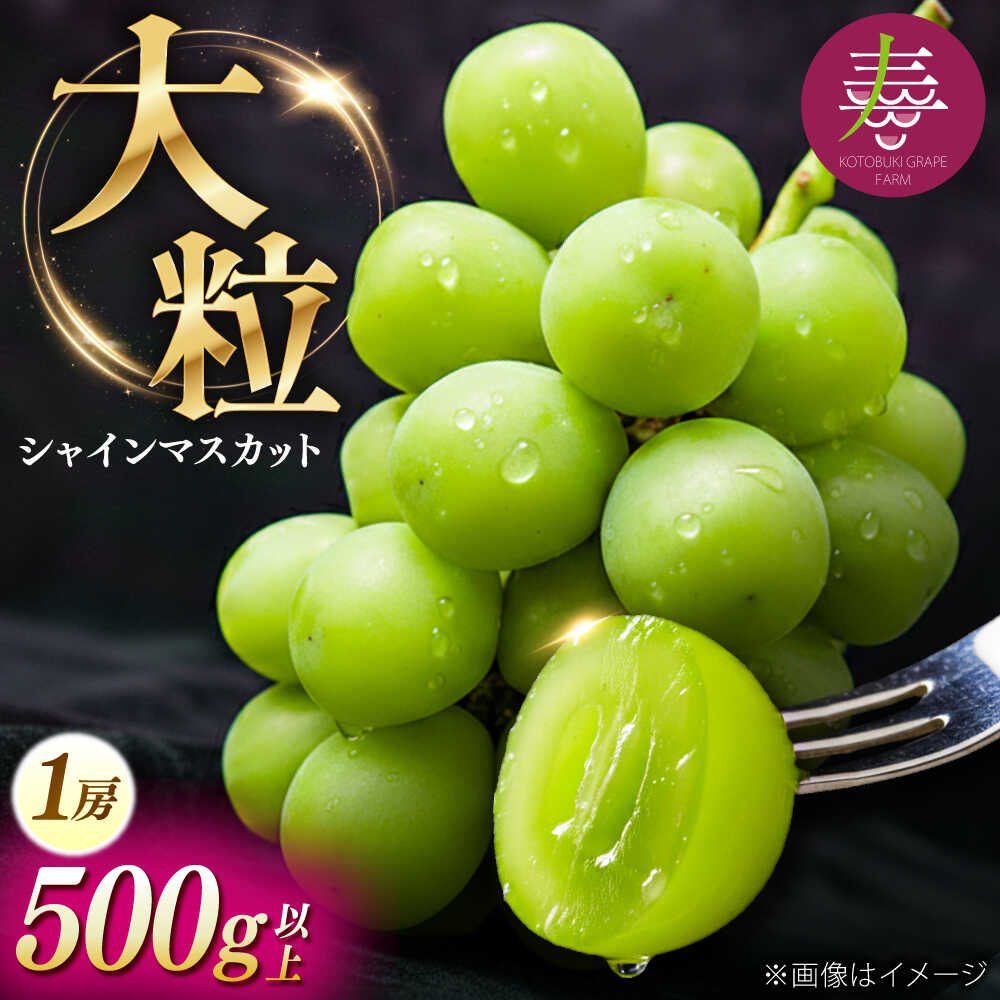 【ふるさと納税】【先行予約】【8月中旬より順次発送】【50個限定】【贈答用】シャインマスカット1房 / シャインマスカット 果物 フルーツ ギフト 新鮮 /　島根県雲南市　/ 寿ぶどう縁[AIEM001]