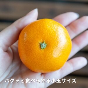 糖度11.0以上　国安さんちの厳選小玉みかん 6kg(3kg×2箱)【C20-29】【1323624】