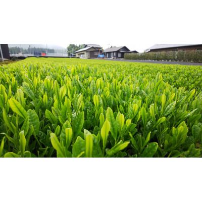 ふるさと納税 四日市市 水沢かぶせ茶お手軽なティーバックのセット　A |  | 01