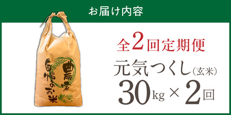 【定期便2回】【令和8年産 新米】福岡県産ブランド米元気つくし 玄米 30kg×2回 _  元気つくし 30kg お届け回数 2回 定期便 福岡県産 ブランド米 新米 福岡生まれ 品種 香り豊か ふっ