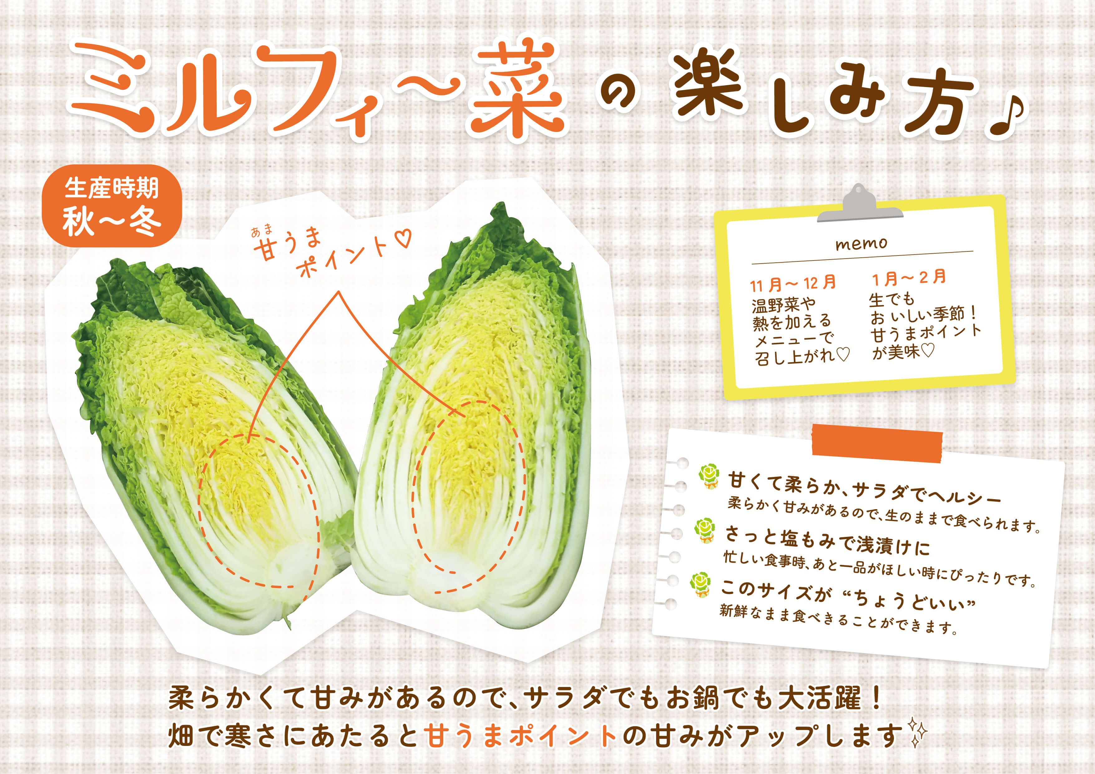 白菜 はくさい ミニ白菜 3個 セット 11月上旬から2月末まで発送 ハクサイ 野菜 葉物野菜 葉物 旬 国産 生食 甘い ヘルシー 漬物 鍋 鍋料理 煮込み料理 徳島 ミルフィ～菜