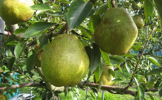 【令和8年産先行予約】 〈訳あり品 家庭用〉 ラ・フランス 約5kg (14～18玉 2～4L) 《令和8年11月中旬～発送》 『寿農園』山形県 南陽市 [1056]