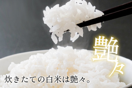 【令和5年産】福井県坂井市産 コシヒカリ 10kg [A-12624] 