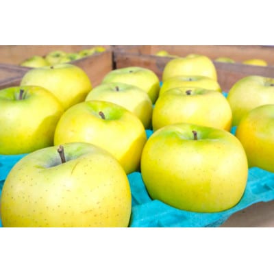 【2026年1月より順次発送】平均糖度13度以上! シナノゴールド 約10kg 訳あり【配送不可地域：離島・沖縄県】