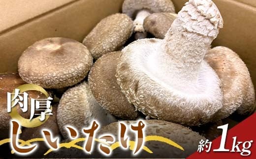 
            売り切れ必至！大野さんの肉厚しいたけ 約1kg 贈答用 シイタケ 椎茸 野菜 大容量 おすすめ F21T-448
          