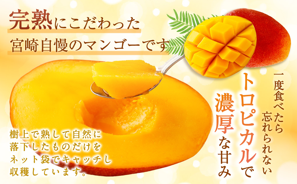 ＜宮崎県産 完熟マンゴー 4L×2玉(合計 約1kg)＞ ※2026年5月上旬～7月中旬までに順次出荷 マンゴー 果物 くだもの フルーツ 完熟 南国