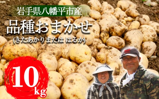 ＜2026年8月中旬発送開始予定＞  岩手県産 じゃがいも 品種おまかせ （ きたあかり または はるか ） 10kg 【松浦農園】／ ジャガイモ じゃが芋 芋 いも お芋 おいも 馬鈴薯 ばれいしょ