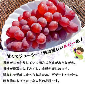 ぶどう サニールージュ 2kg 《 2025年 7月 下旬 ～ 順次発送 》フルーツ ぶどう ぶどう ぶどう