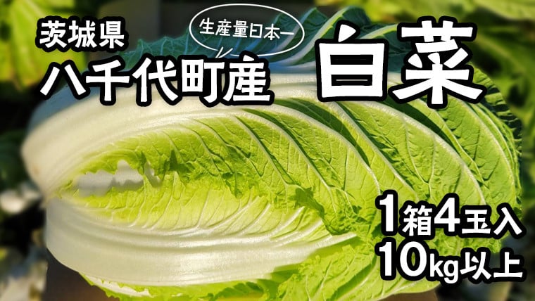 
茨城県 八千代町産 白菜 はくさい 1箱 （ 4玉 ） 10kg 以上 生産量 日本一 農家直送 期間限定 ハクサイ 鍋 冬野菜 野菜 やさい 旬 ふるさと納税 6000円 八千代町 茨城 [AV009ya]
