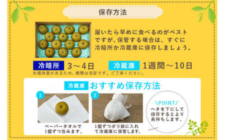 【数量限定 / 夏季限定】 梨（豊水） 約5kg 梨 なし ナシ 日本梨 ほうすい ホウスイ 17-D 【8月下旬～9月上旬発送予定】