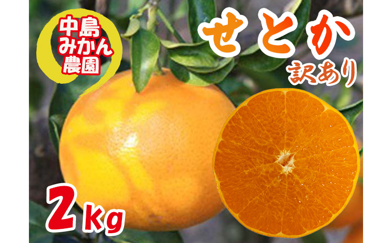 【2026年3月から発送】 せとか  訳あり 2kg ｜ セトカ みかん 蜜柑 柑橘 高級 わけあり 訳あり 甘い みかん 柑橘 愛媛 糖度 せとか 愛媛三大柑橘（ 紅まどんな せとか 甘平 ） 愛媛 松山 中島みかん農園