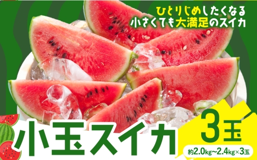 【先行予約】小玉スイカ 3玉【養生市場】 ひとりじめ 果物 フルーツ スイカ 西瓜 九州産 熊本県産 送料無料《2027年4月下旬-5月中旬頃出荷》