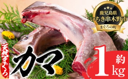 家庭では手に入らないマグロのカマを約1kg　炙り焼きや煮物におすすめ！キハダマグロ(もしくはメバチマグロ)のカマ【A-1662H】