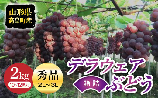 ≪2025年先行予約≫山形県 高畠町産 デラウェア 秀品 約2㎏(10～12房) 2025年7月中旬から順次発送 種無し 食べやすい ぶどう ブドウ 葡萄 くだもの 果物 フルーツ 夏果実 箱入り 中元 贈り物 ギフト 自宅 家庭 産地直送 農家直送 F20B-311